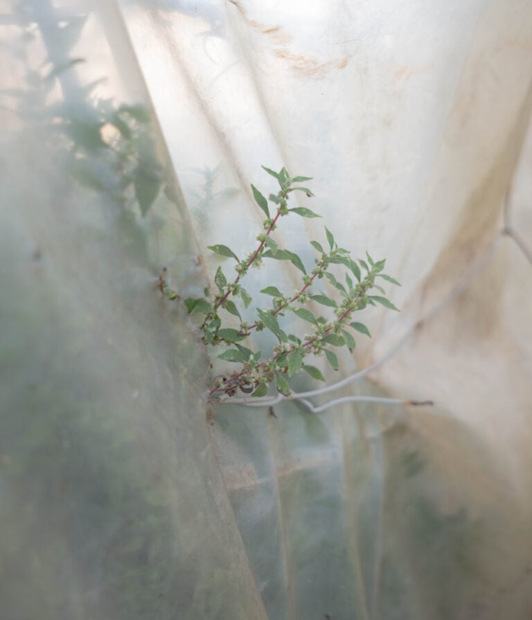 Under the Silver Mantle: Life and Labor in Spain’s ‘Mar de Plástico’