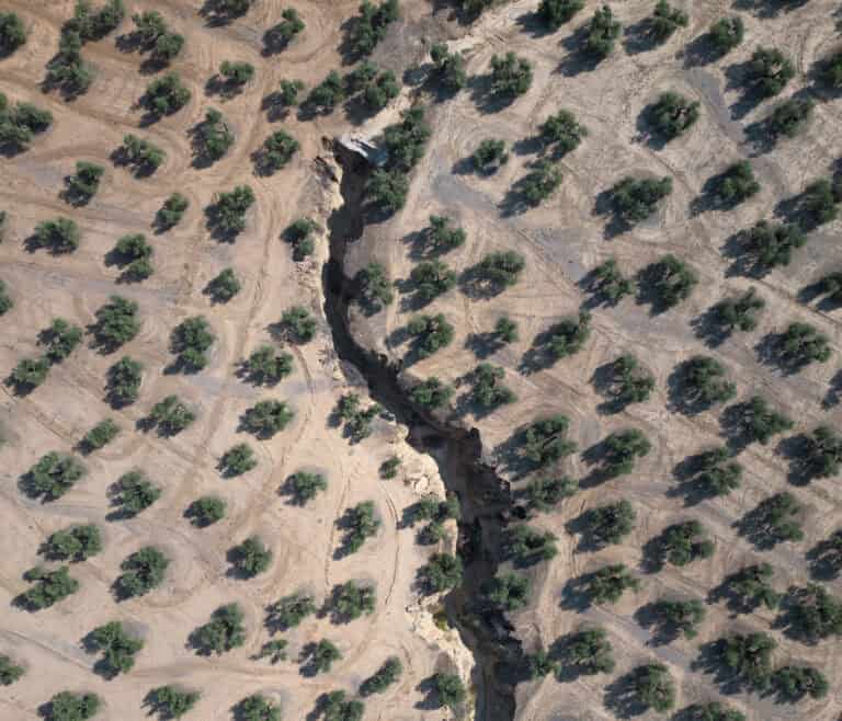 Jaén’s Olivares and the Journey Towards Sustainable Cultivation