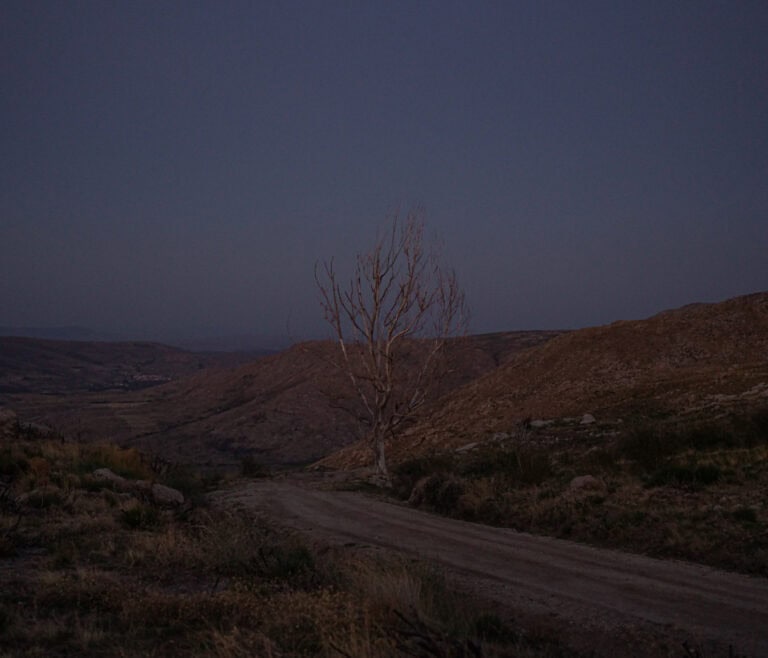 From Devastation to Conservation: Post-Wildfire Resilience in Spain