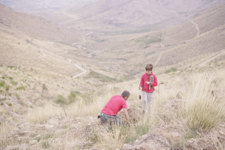 Reforestation and Resilience in the Context of Climate Change