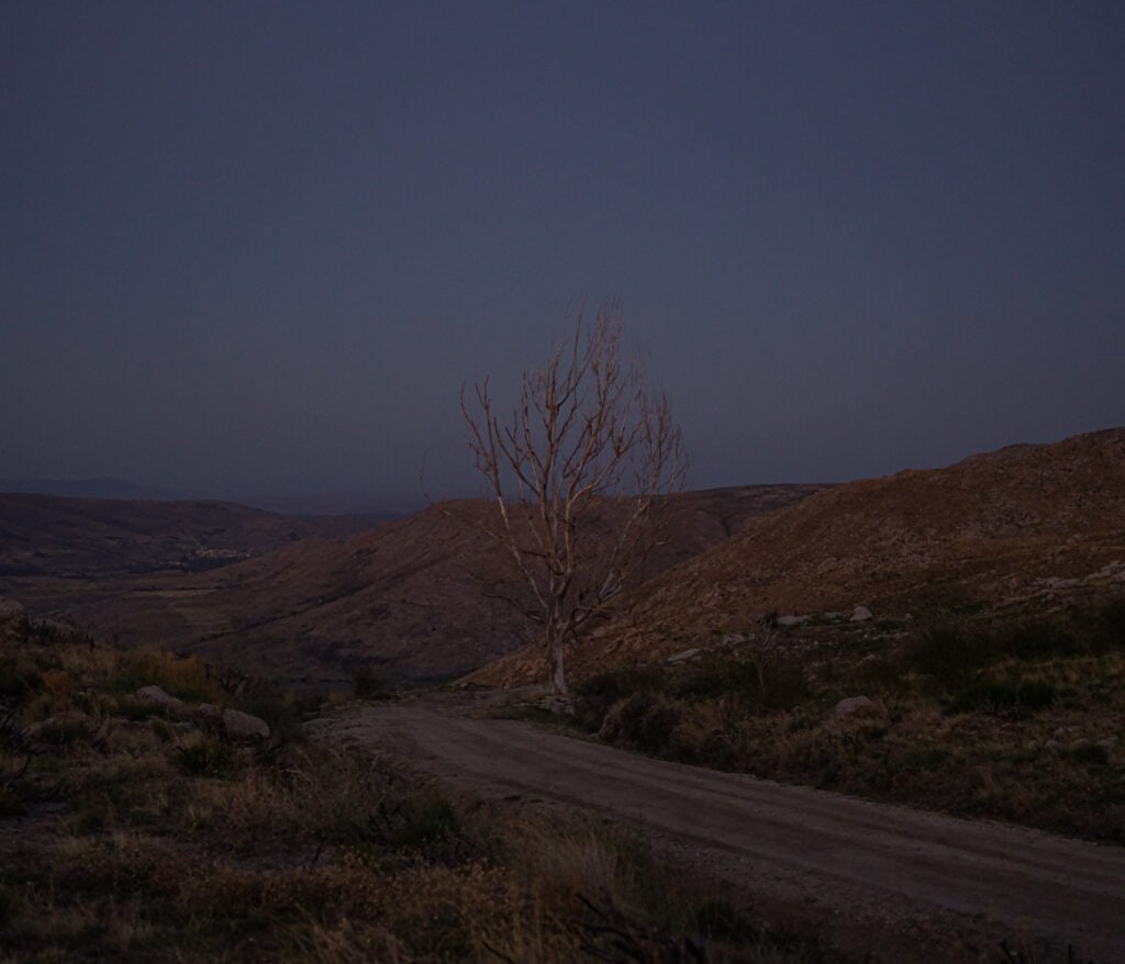 Árbol seco y sin hojas junto a una pista de tierra, al anochecer, entre laderas quemadas